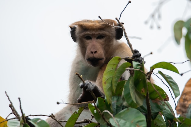 Gracioso mono macaco marrón sentado en una rama de árbol y mirando a la cámara desde arriba