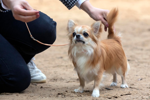 Gracioso perrito chihuahua posando en una exposición canina