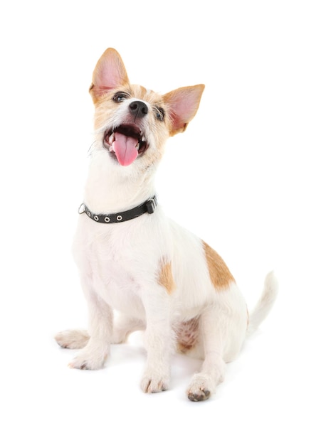 Gracioso perrito Jack Russell terrier aislado en blanco