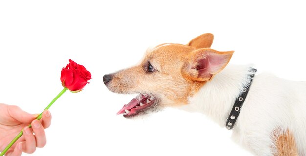 Gracioso perrito Jack Russell terrier con rosa roja, aislado en blanco