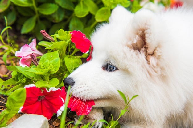 Gracioso perrito samoyedo en el jardín sobre la verde hierba con flores.