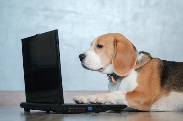 Gracioso perro Beagle mira la pantalla del portátil y mantiene sus patas en el teclado tirado en el suelo. imitación del trabajo en la computadora