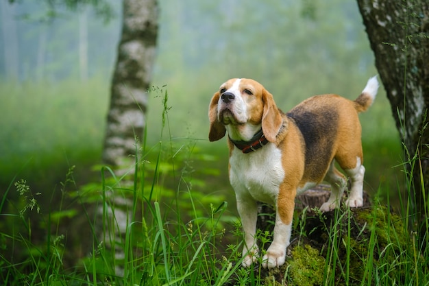 Gracioso perro Beagle en un paseo en un parque de verano por la mañana en una espesa niebla