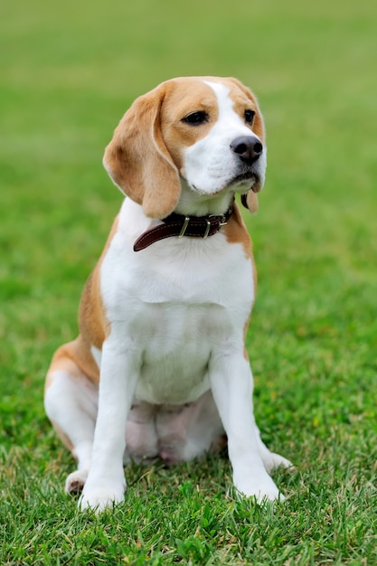 Gracioso perro Beagle en verde hierba de verano