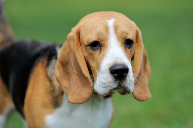 Gracioso perro Beagle en verde hierba de verano