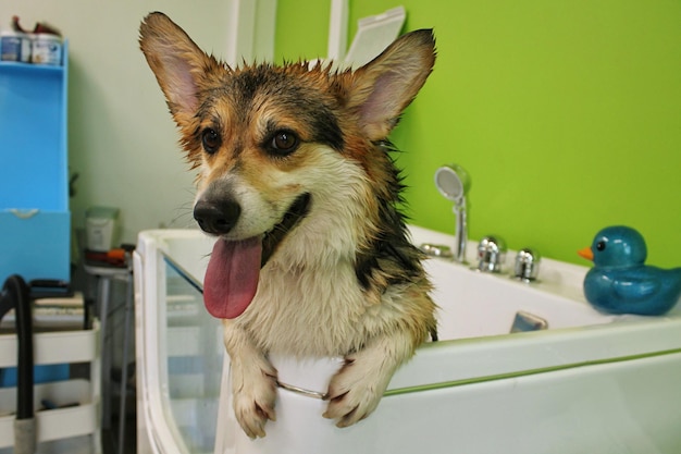 Gracioso perro galés corgi pembroke se para en el baño después de un relajante baño de burbujas de ozono en el salón de aseo