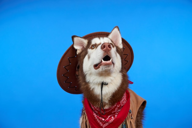 Gracioso perro Husky siberiano en un sombrero de vaquero sobre un fondo azul.