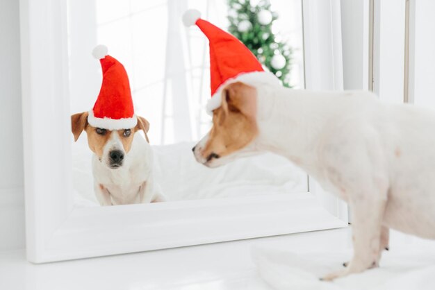 Gracioso perro jack russell terrier mira en el espejo viste poses de sombrero rojo de Santa Claus en apartamento moderno Animales vacaciones de invierno y concepto de celebración