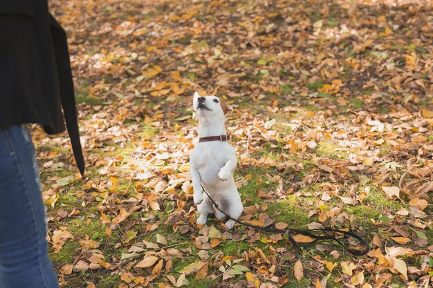 Gracioso perro jack russell terrier se para sobre sus patas traseras en otoño deja el concepto de entrenamiento de mascotas