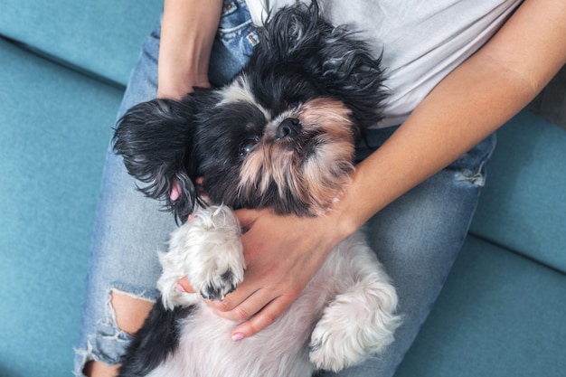 Gracioso perro lindo está sentado en el sofá en el regazo de la niña. Shih-tzu raza. mascota