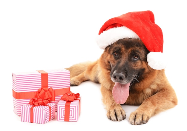 Gracioso perro lindo con sombrero de Navidad con regalos aislado en blanco