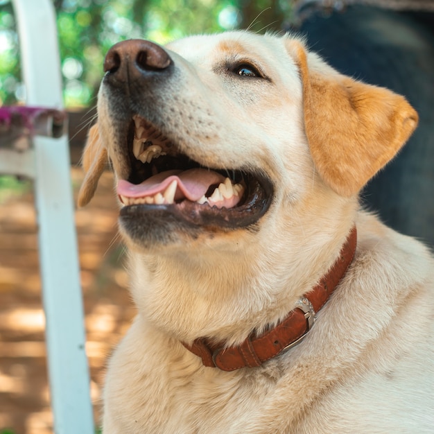 Gracioso perro peludo Labrador en la calle