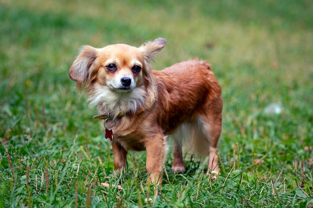 Gracioso perro pequeño de la raza Chihuahua de cerca en el fondo de un campo verde.