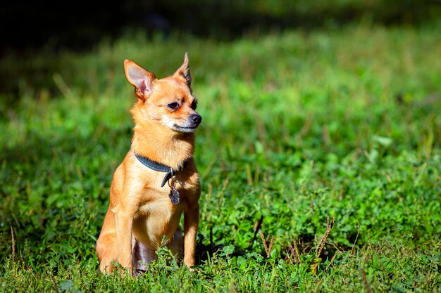 Gracioso perro pequeño de la raza Chihuahua de cerca en el fondo de un campo verde.