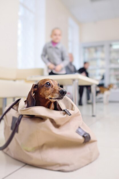 Gracioso perro salchicha se sienta en una bolsa