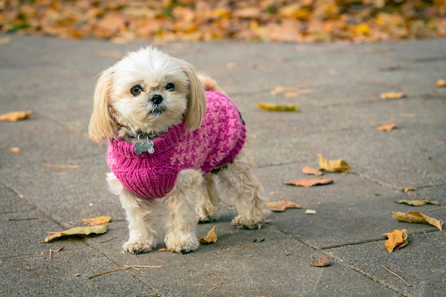 Gracioso perro Shih Tzu en un paseo de suéter rosa en el parque de otoño.