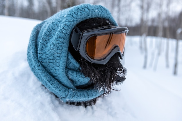 Gracioso perro terrier escocés vestido con pasamontañas y bufanda de color sobre un fondo de nieve y estación de esquí del bosque