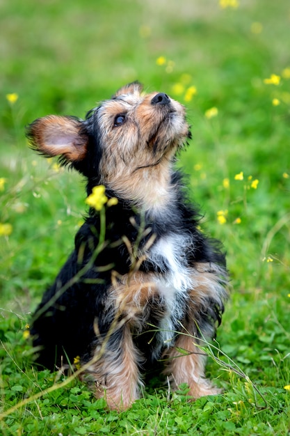 Gracioso perro yorkshire pequeño