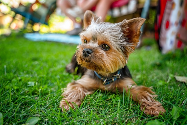 Gracioso perro Yorkshire Terrier en el jardín de verano