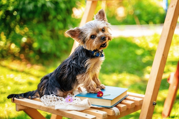 Gracioso perro Yorkshire Terrier en el jardín de verano