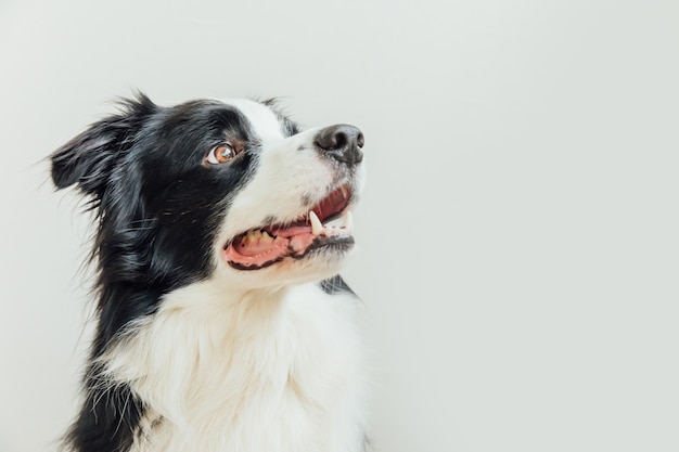 Gracioso retrato de estudio de lindo cachorro sonriente border collie aislado en blanco