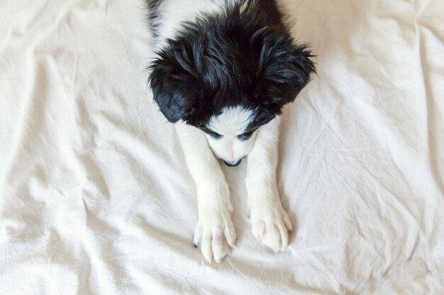 Gracioso retrato de lindo cachorro sonriente collie de frontera yacía sobre una manta de almohada en la cama Nuevo miembro encantador de la familia perrito en casa acostado y durmiendo Cuidado de mascotas y concepto de animales