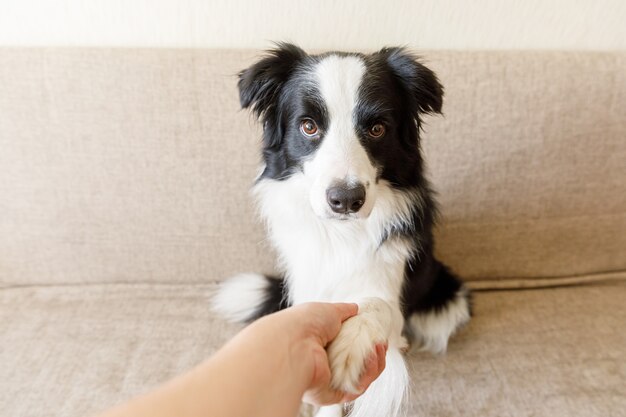 Gracioso retrato de lindo perrito border collie en el sofá dando apretón de manos de la pata