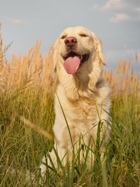 Gracioso retriever mirando.