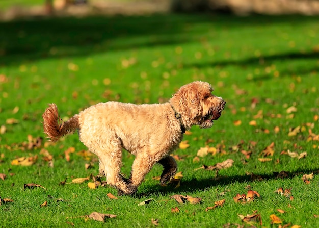 Gracioso terrier rojo juega en el parque de otoño con una pelota de tenis