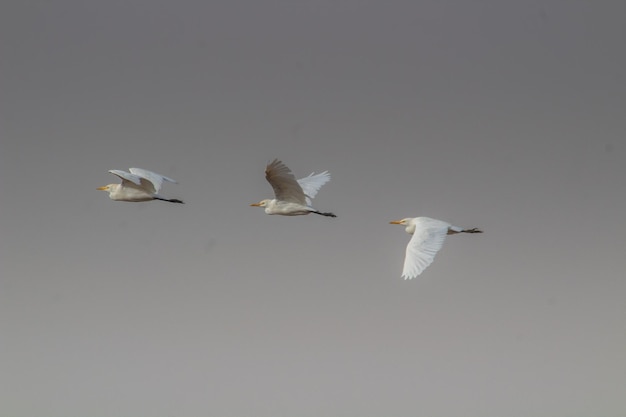 Gracioso Trio Três Garças Voando no Céu