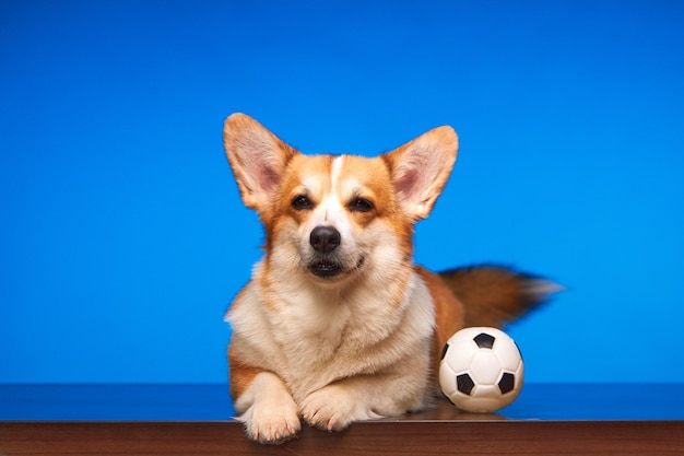 Foto gracioso welsh corgi pembroke perro aislado con balón de fútbol sobre fondo azul.