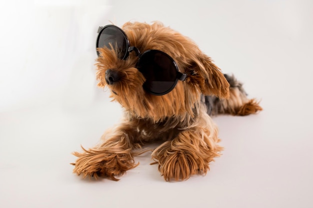 Gracioso Yorkshire terrier en gafas de sol sobre un fondo blanco.