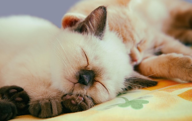 Graciosos dos pequeños gatitos durmiendo en la manta