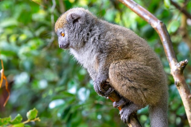 Los graciosos lémures de bambú en la rama de un árbol observan a los visitantes