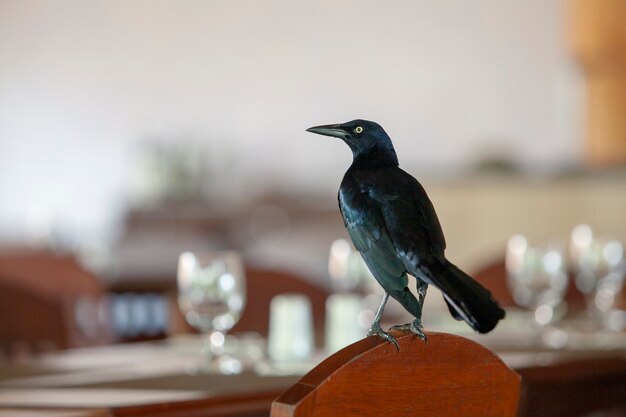 Grackle de cauda grande Filmado na Península de Yucatan