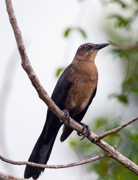 Grackle Greattailed Filmado en la península de Yucatán