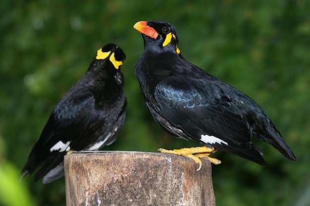 Gracula Religiosa o Mainata beo o mina