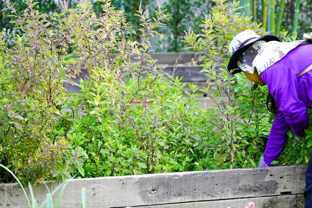 Graden Arbeiter kümmert sich um die Pflanze im Garten.