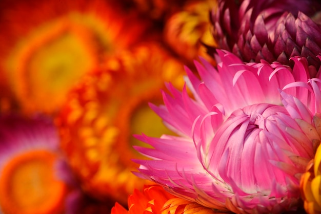 Gradián blanco rosa Flor de margarita eterna con fondo naranja borroso