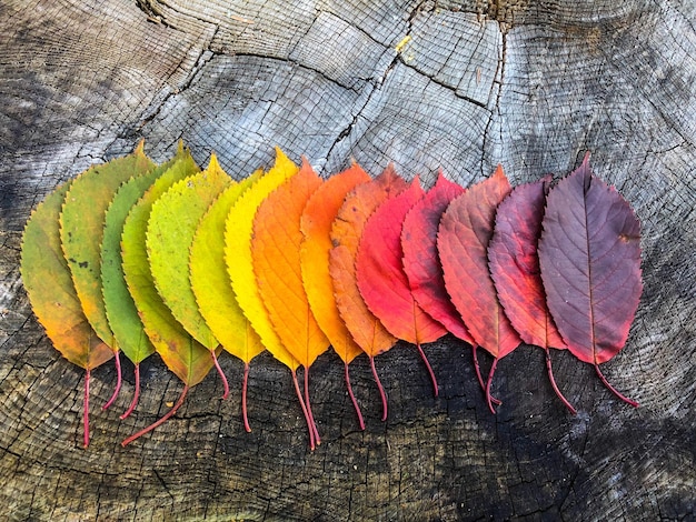 Gradientes de color de las hojas de otoño en una mesa de madera rústica