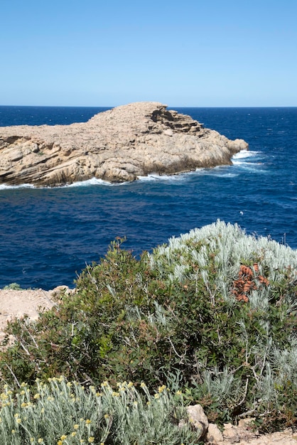 Gräser auf Punta de Sa Galera Head Ibiza Spanien