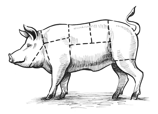 Gráfico de cerdo de carnicero. Dibujo a tinta en blanco y negro