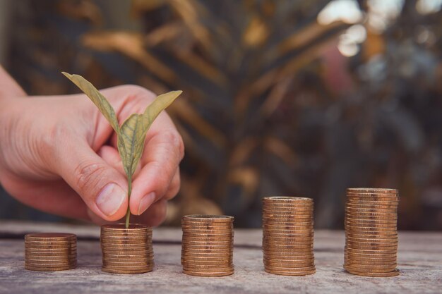 Gráfico de crecimiento de monedas de dinero con planta sobre fondo de madera Concepto de dinero de ahorro de luz solar brillante