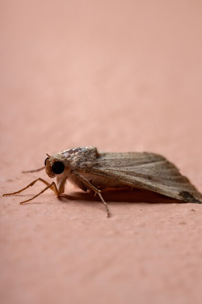 Gráfico Owlet Moth del género Melipotis