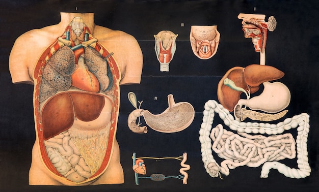 Gráfico vintage antiguo de anatomía humana interna que muestra los órganos del estómago