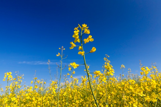 grafische gelbe Nahaufnahme der Rapsblüte, die in einem landwirtschaftlichen Feld wächst