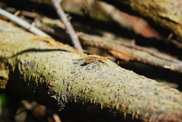 Gragonfly descansar em um galho de três