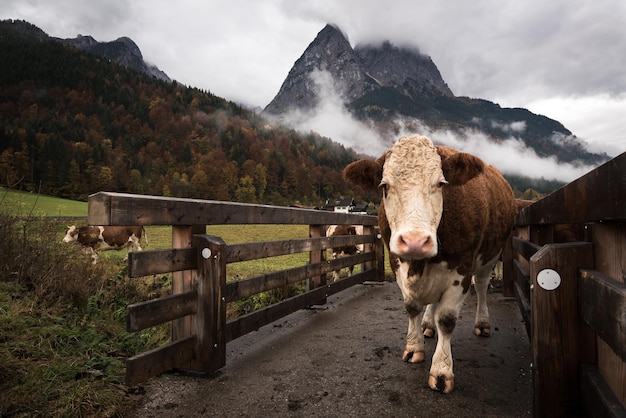 Foto grainau kuh auf einer brücke