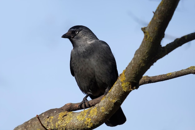 Grajilla en el árbol Corvus monedula