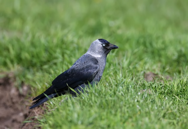 Una grajilla (Coloeus monedula) se encuentra en una densa hierba verde. Los ojos azules del pájaro son atractivos.